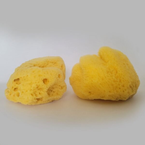 100% Natural Sea Sponges from the Greek Seas - Image 6