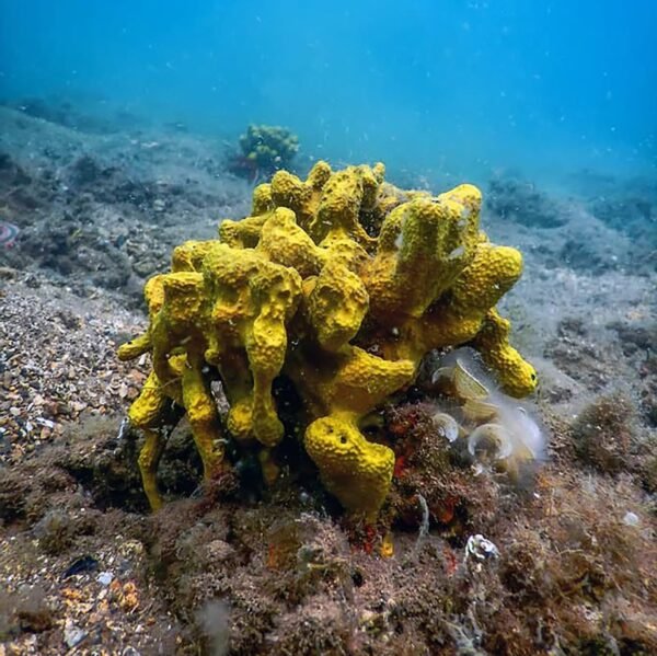 100% Natural Sea Sponges from the Greek Seas - Image 2