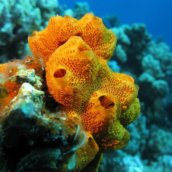 100% Natural Sea Sponges from the Greek Seas - Image 3